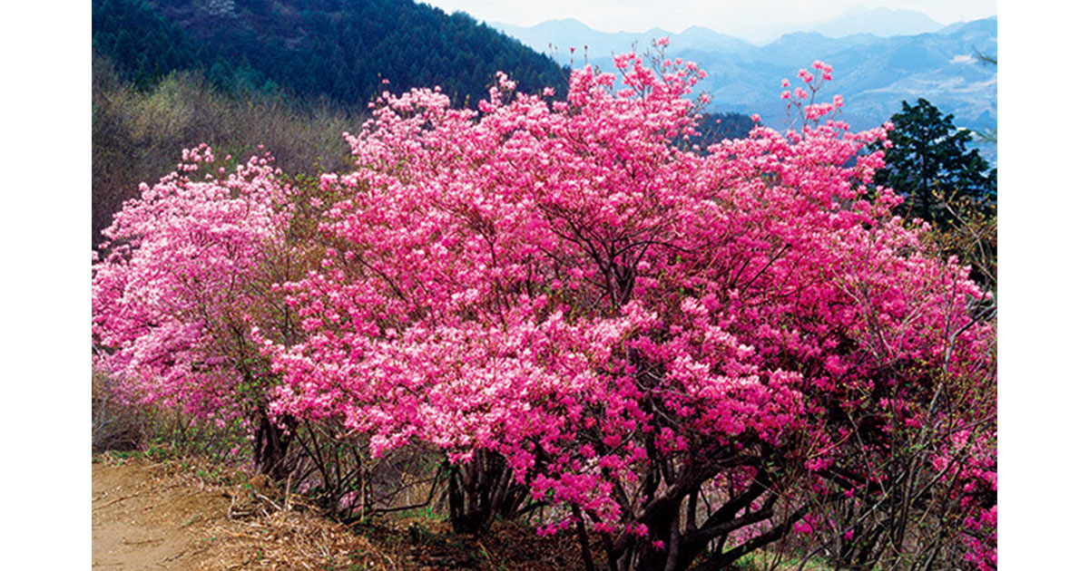 春満開 華やかな花の咲く木 連載 木と暮らす12か月 第1回 Nhk出版デジタルマガジン