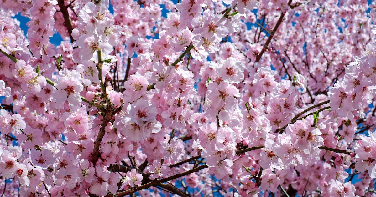 季語 桜 の本意 俳句と映像 Nhk俳句 より Nhk出版デジタルマガジン