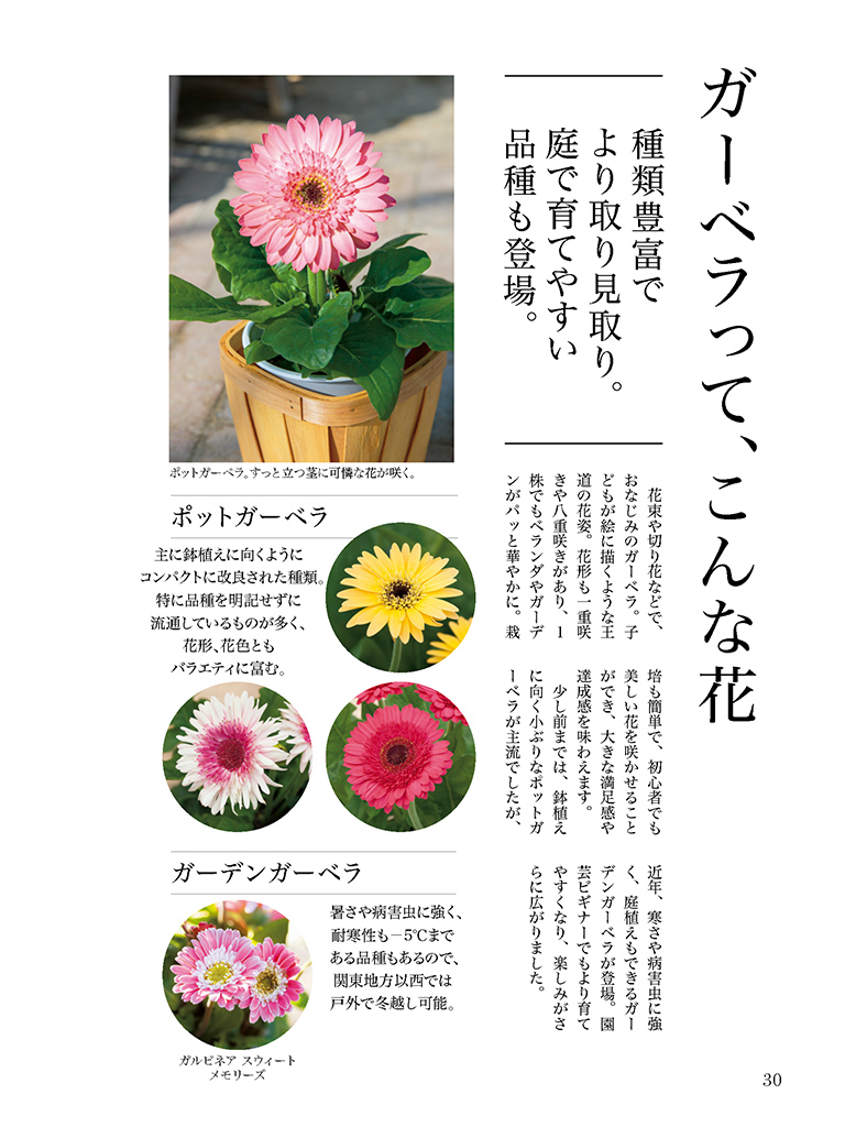 花が好きだけど 育てられるか不安 まずは一鉢から始めよう 趣味の園芸 より Nhk出版デジタルマガジン