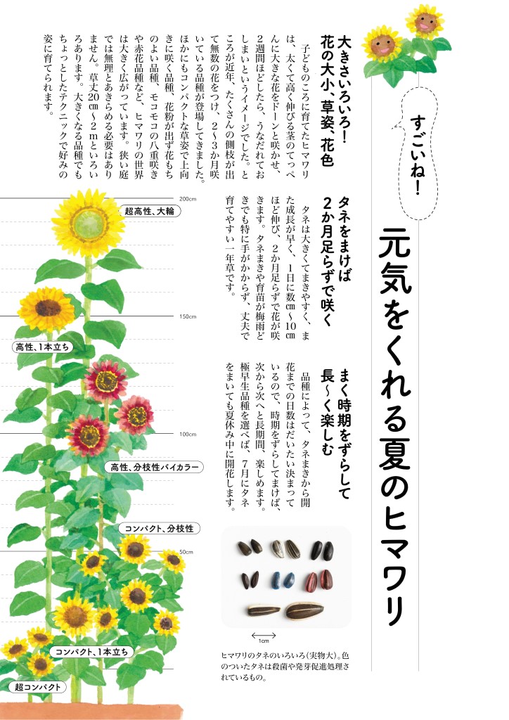 ワクワクが止まらない！ ヒマワリをタネから育ててみよう【「趣味の