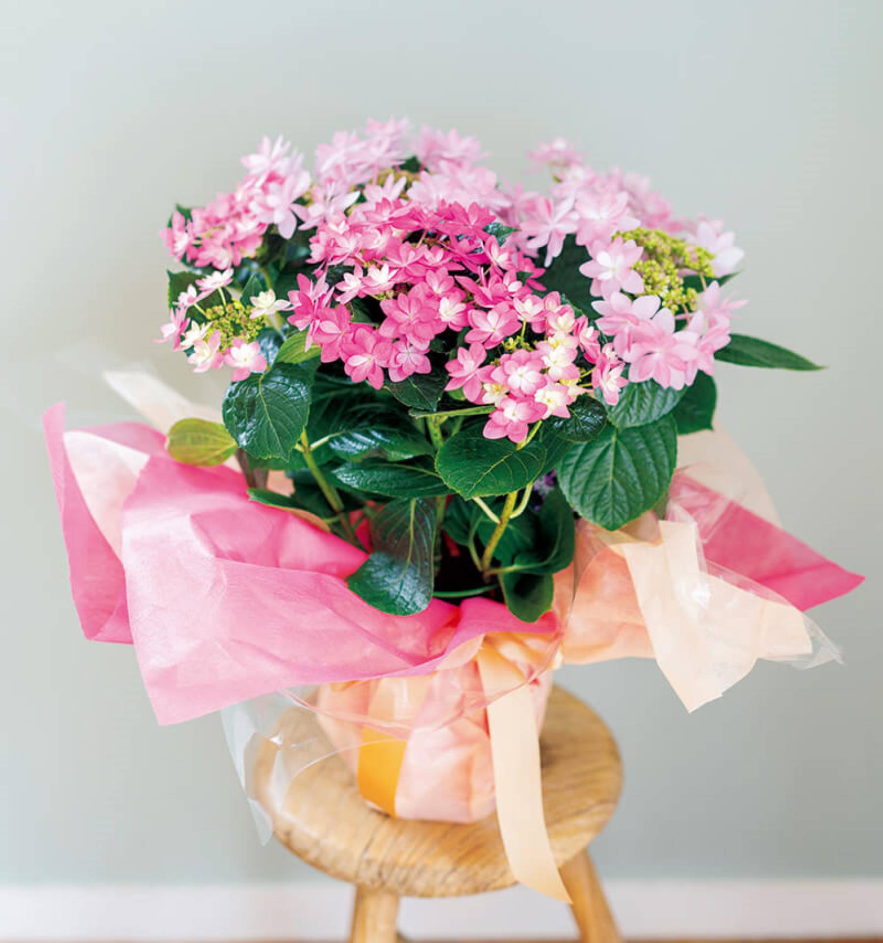 アジサイを長 く楽しむためのさまざま秘訣 教えましょう 趣味の園芸6月号 より Nhk出版デジタルマガジン