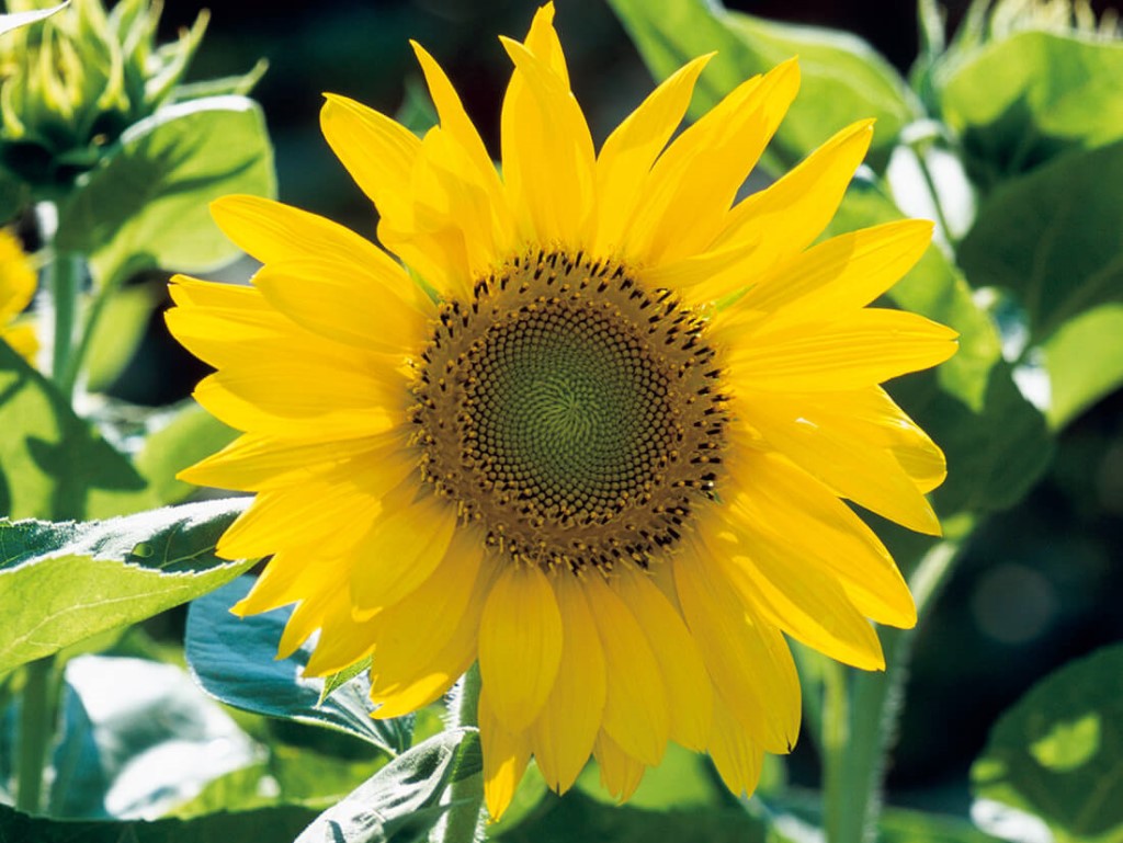 ※ひまわりページ※他の方は購入しないでください ひまわりページ※他の方は購入しないでください おーちゃんのお