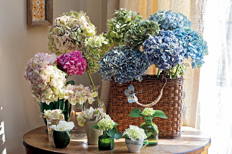 アジサイのドライフラワーに挑戦！ 吉谷さんおすすめの「ウォーター