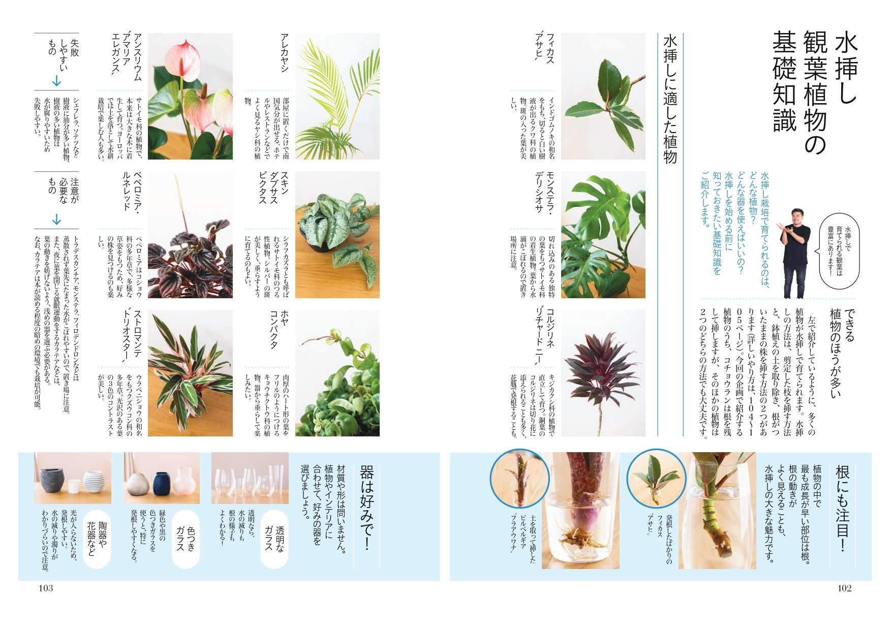 忙しい人でも手軽で簡単 観葉植物の水挿し栽培 趣味の園芸 8月号より Nhk出版デジタルマガジン