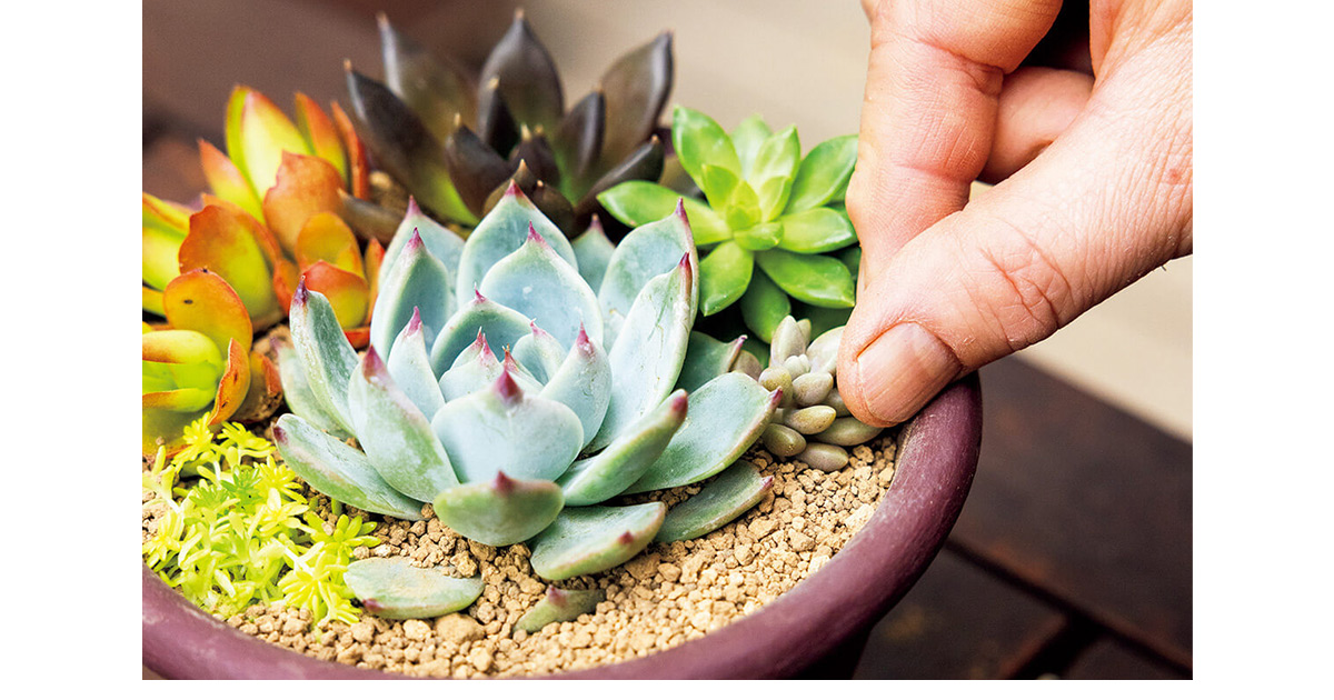 切って置くだけ！多肉植物のおしゃれな寄せ植えを手軽に | NHK出版