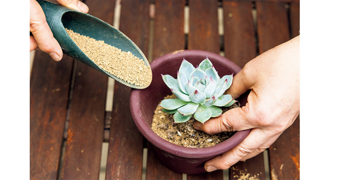 切って置くだけ！多肉植物のおしゃれな寄せ植えを手軽に | NHK出版