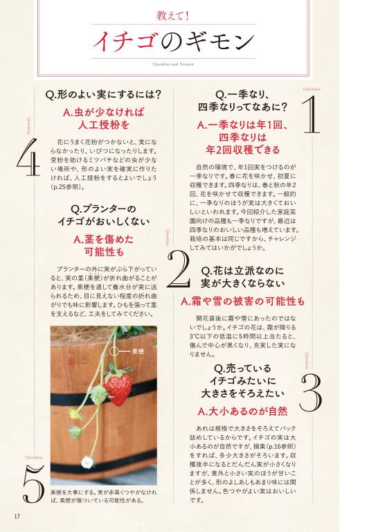 いちこ様　お見積もりページ イチゴ完全攻略。今度こそおいしいイチゴを作ろう【『趣味の園芸