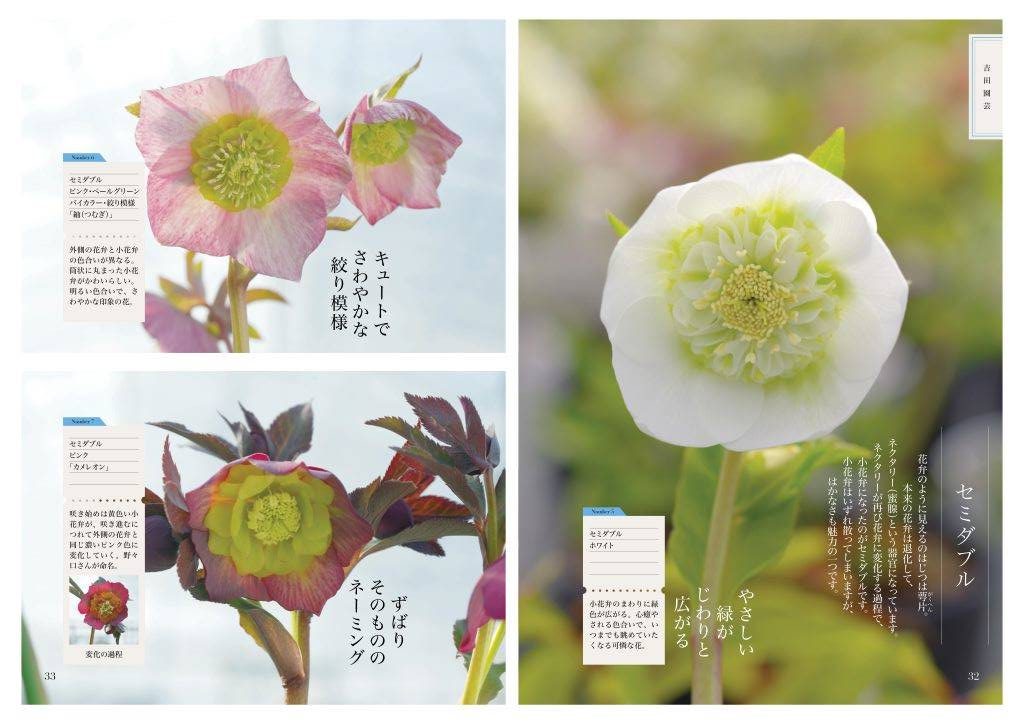 g-684 NHK 趣味の園芸 1998年2月号 日本放送協会 特集:季節の花