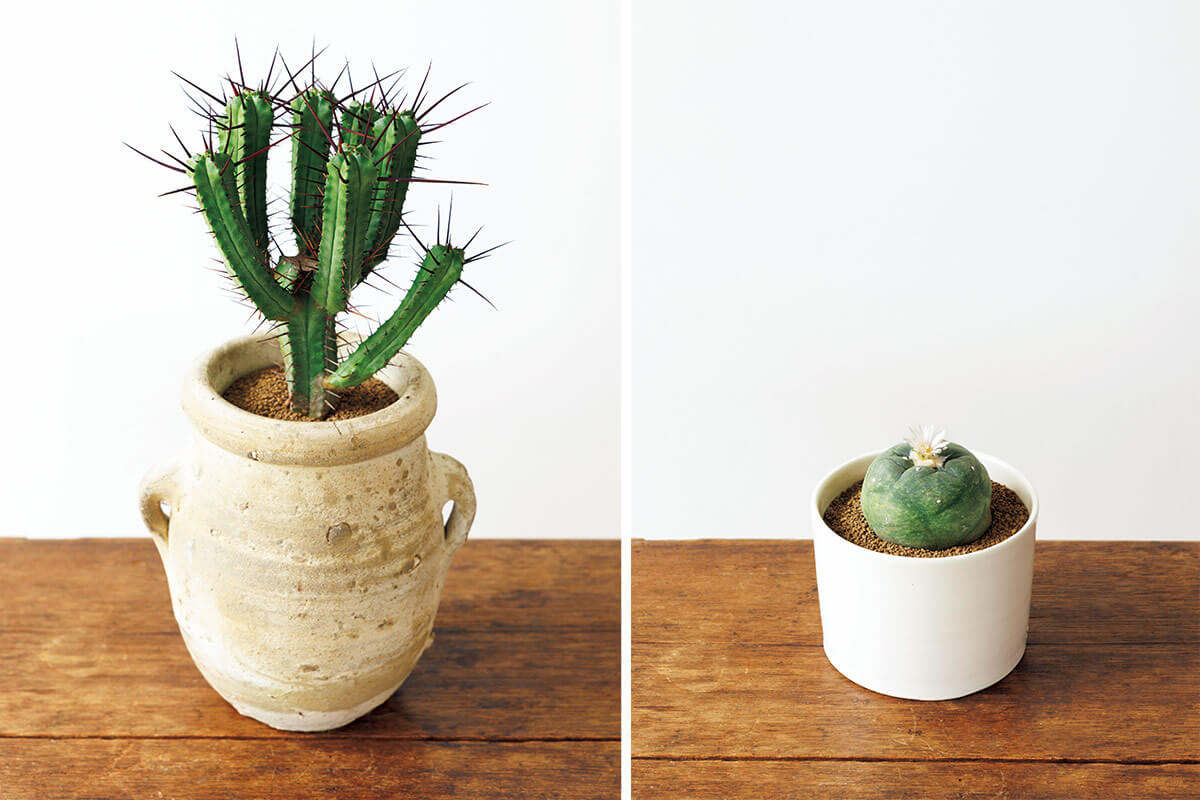 どっちがサボテン？知っているとちょっと⾃慢できる多⾁植物とサボテン