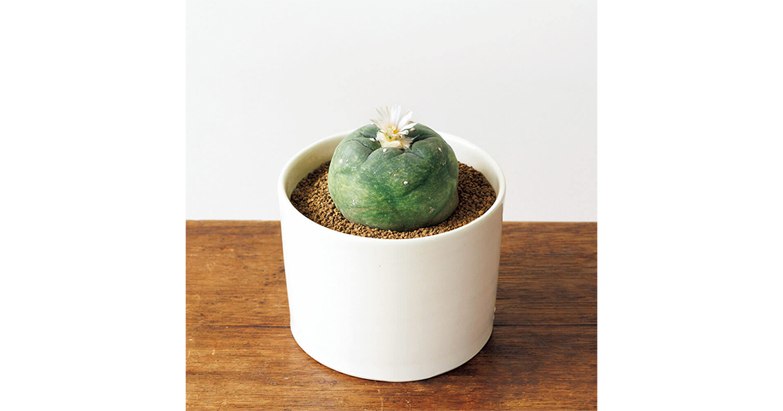 どっちがサボテン？知っているとちょっと⾃慢できる多⾁植物とサボテン