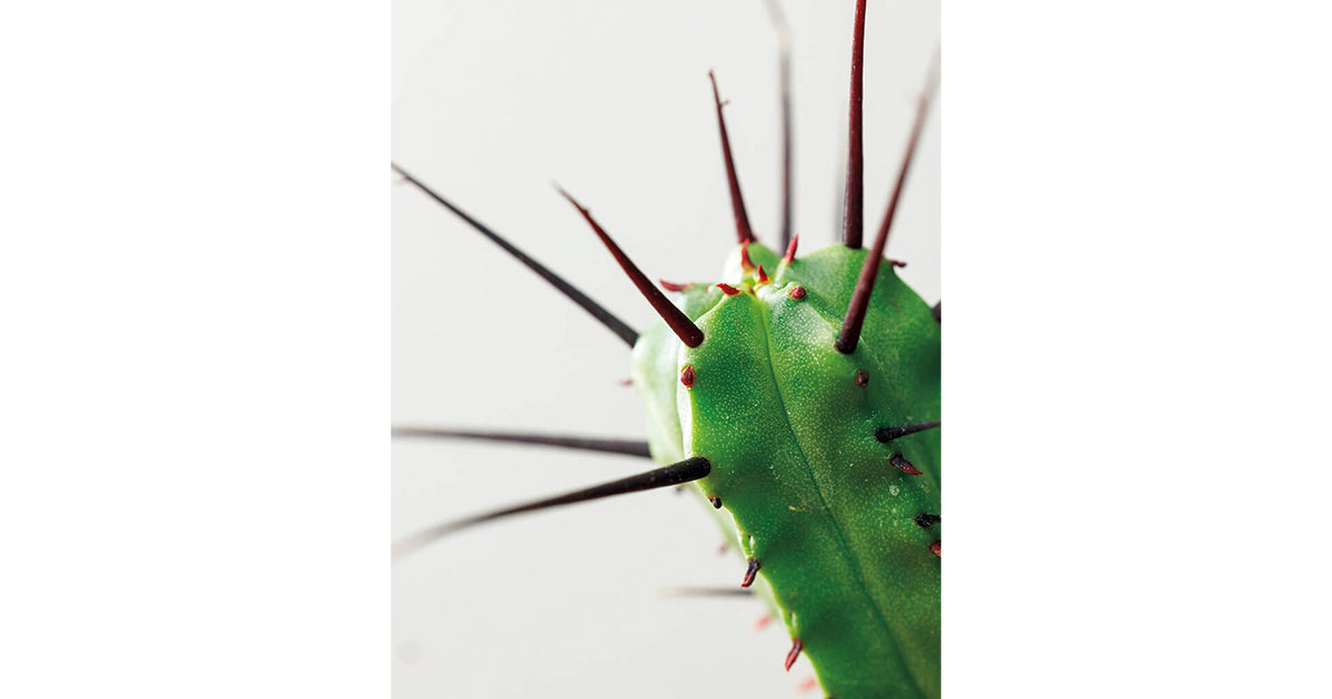 どっちがサボテン?知っているとちょっと⾃慢できる多⾁植物とサボテンの⾒分け⽅【『趣味の園芸』9月号より】 | NHK出版デジタルマガジン
