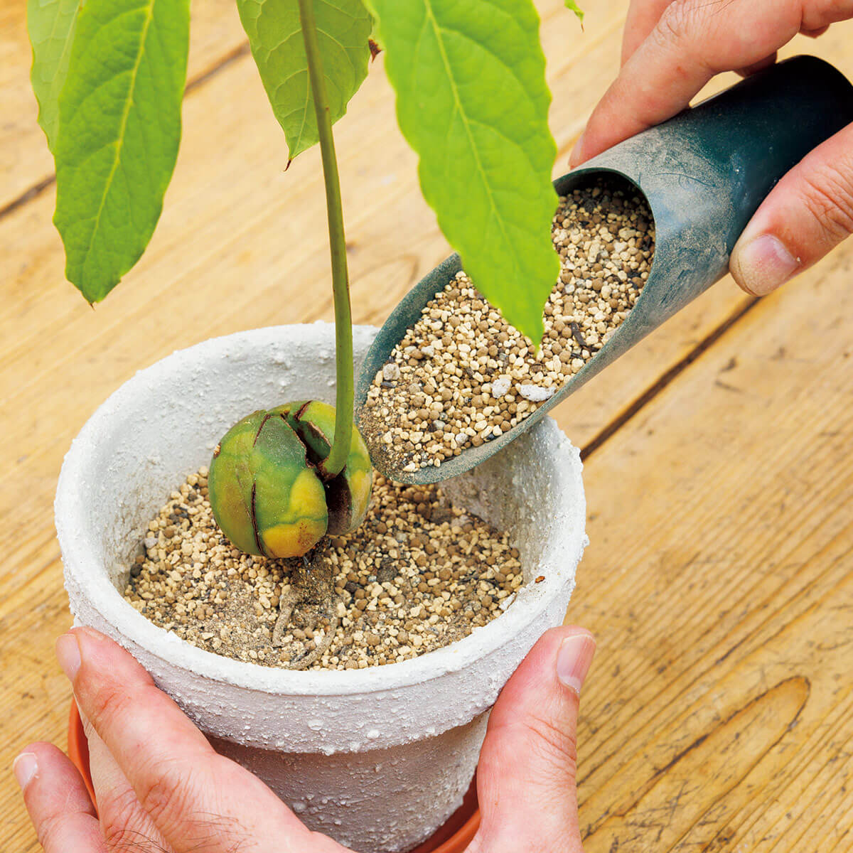 食べ終わったタネからアボカドを育てる【発芽から植えつけのステップを