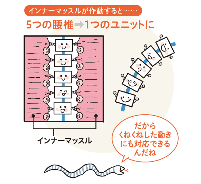 腰痛の基礎】「モーターコントロール」の乱れが、腰痛を呼ぶ