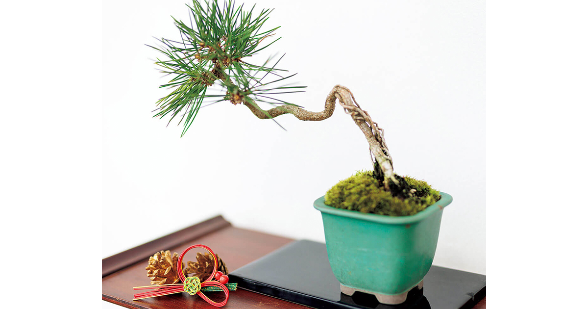 MainBonsai.jpg
