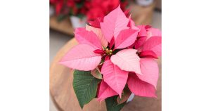 見てよし!食べてよし!花も果実もシルバーリーフも楽しめる 見てよし!食べてよし!花も果実もシルバーリーフも楽しめる