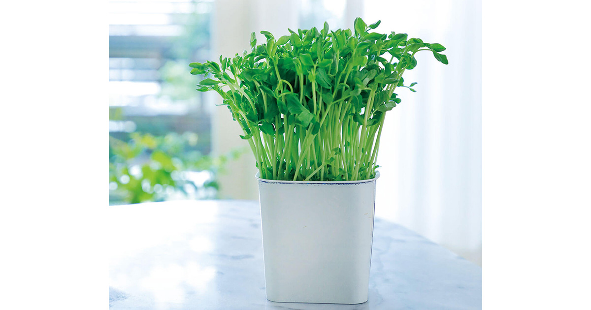 10日～2週間で収穫！空き容器と培養土でトウミョウ（豆苗）を育てる