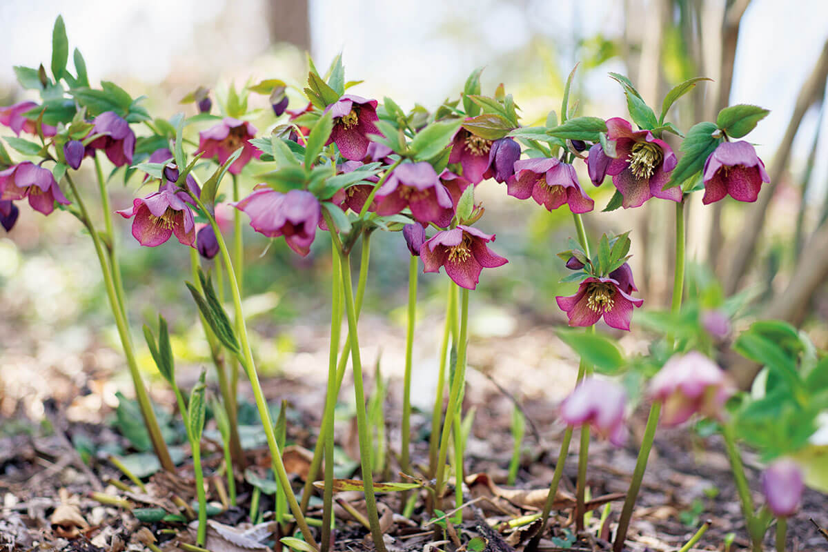 なぜクリスマスローズというの？ 大事な株の1年を決めるのは今