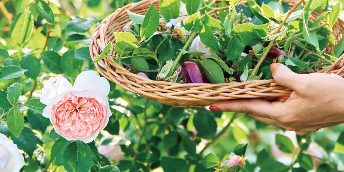 参考品　　自宅庭に咲いた花達！ 参考品 自宅庭に咲いた花達！ 新フラワーブランド「72」がスタートし