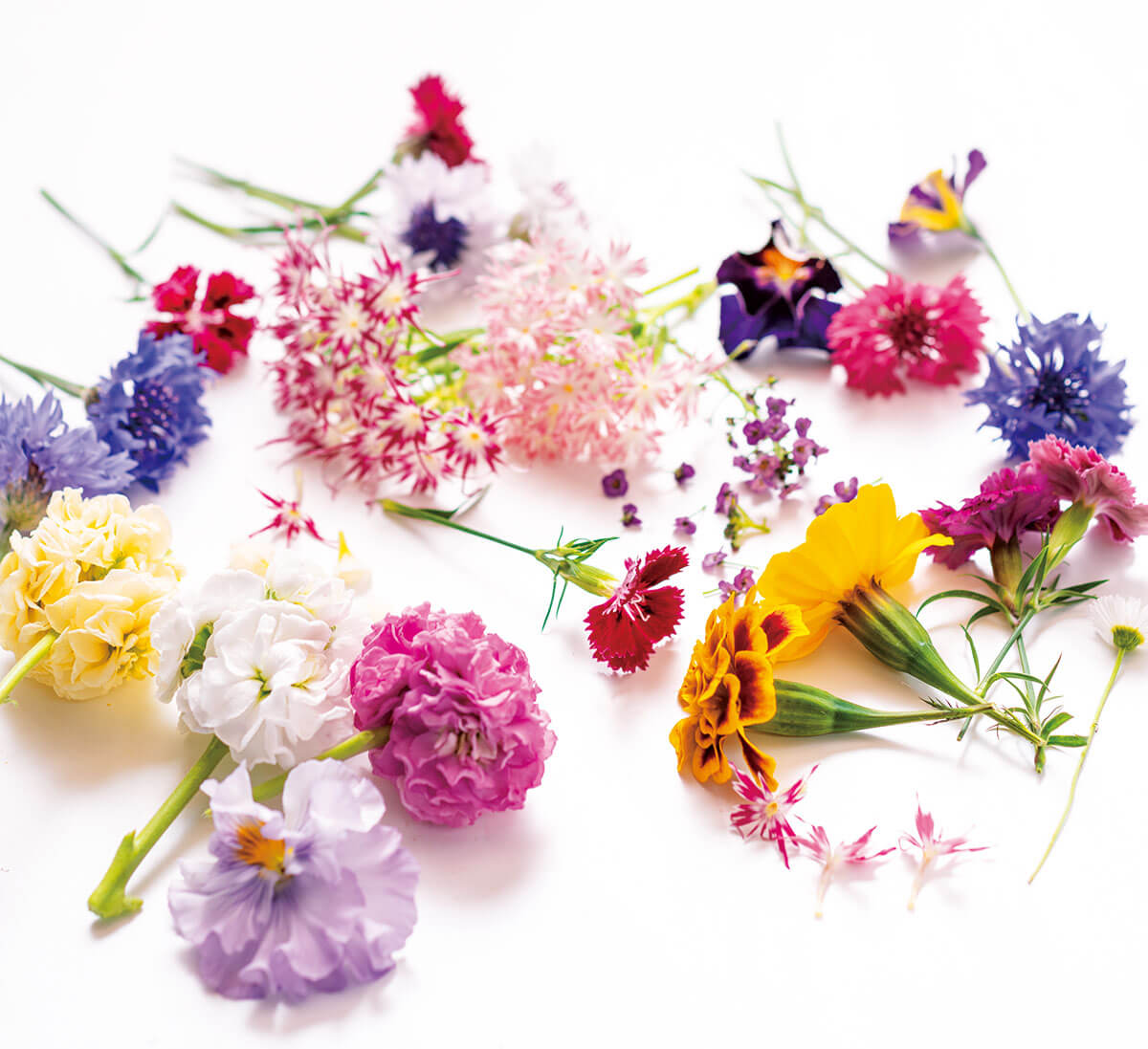 見た目の美しさに加え、栄養価の高さでも注目されるエディブルフラワー