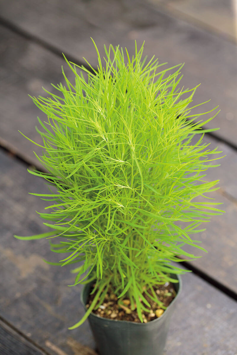 コキアが丸くモフモフになりません。どうしたらいい？【趣味の園芸