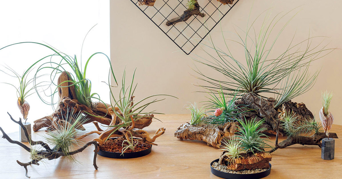 おしゃれ度MAX お手ごろエアプランツの魅力【趣味の園芸】 | NHK出版