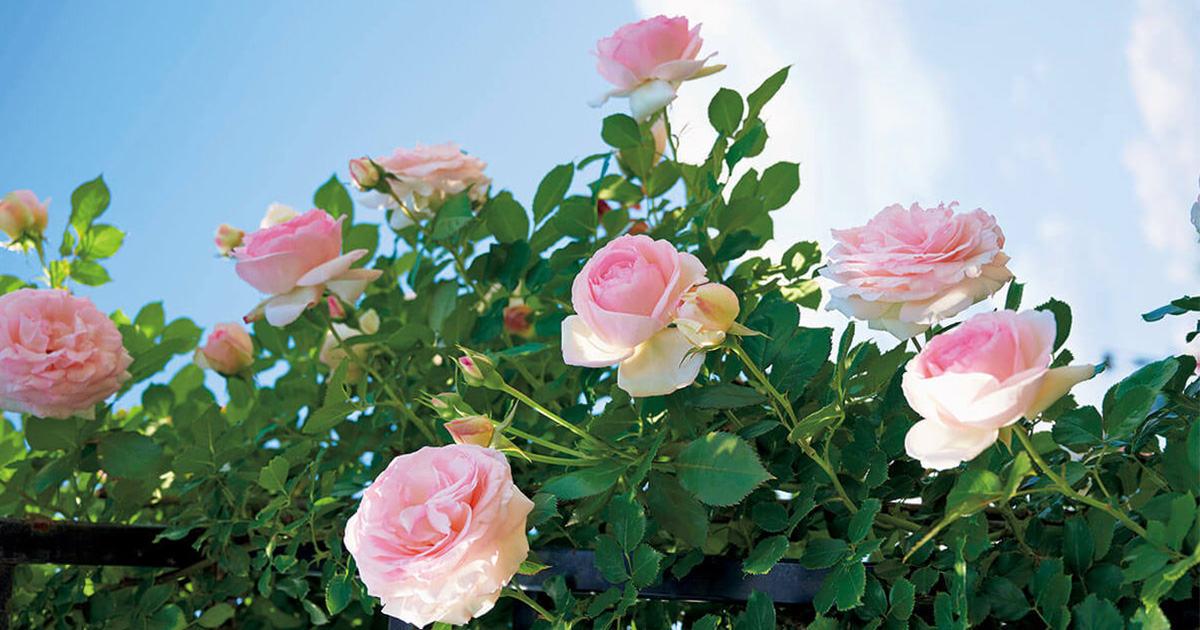 roses1_ed.jpg
