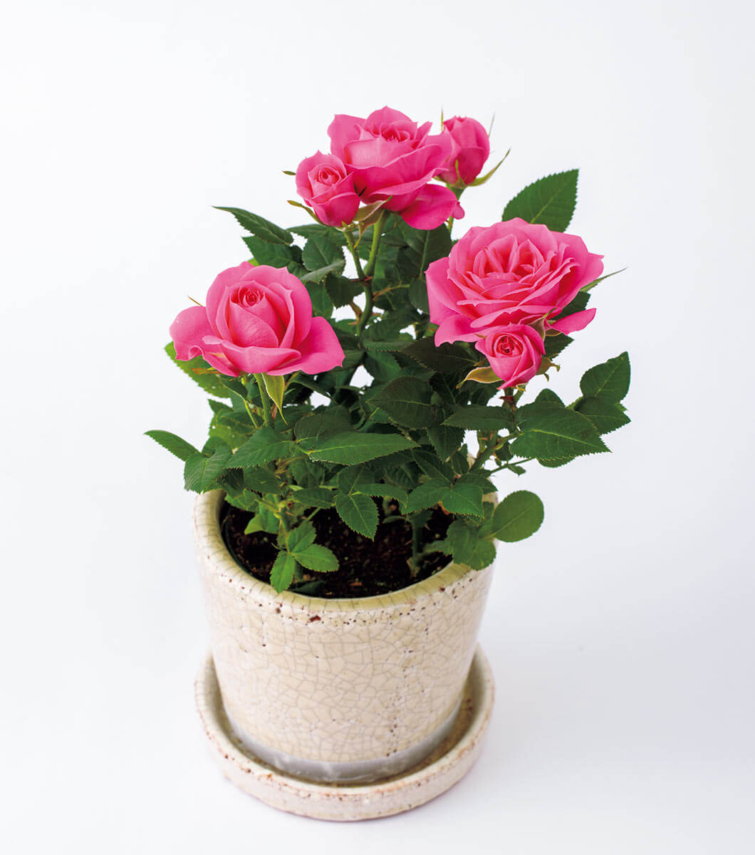 じつはミニバラは上手に育てるのが一番難しいバラ。これからバラを