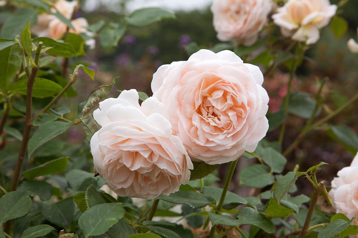 バラのトラブルあるある】花が小さく、数が少ない。原因は？【趣味の