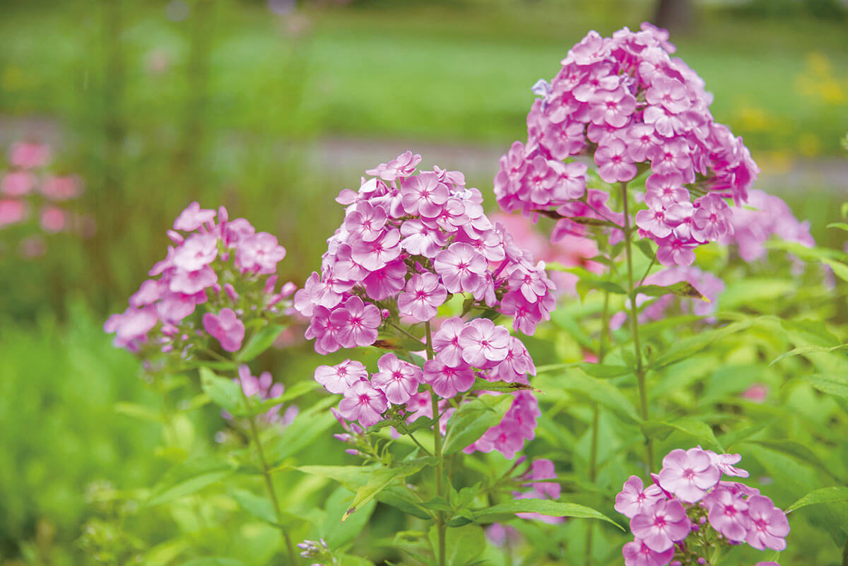 とことん丈夫でもりもり豪華！ 夏はフロックスにおまかせ【趣味の園芸