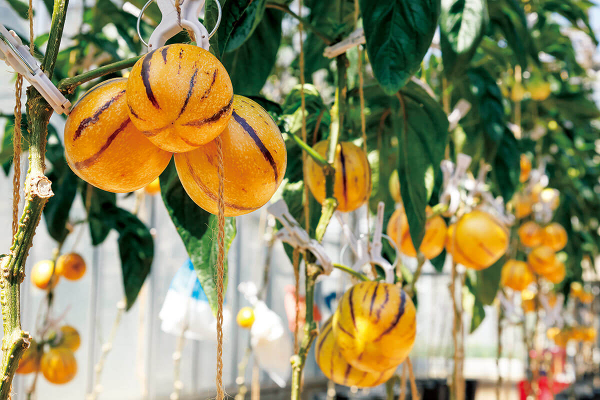 家庭で育ててこそのお楽しみ、希少なデザート野菜「ペピーノ」【やさい