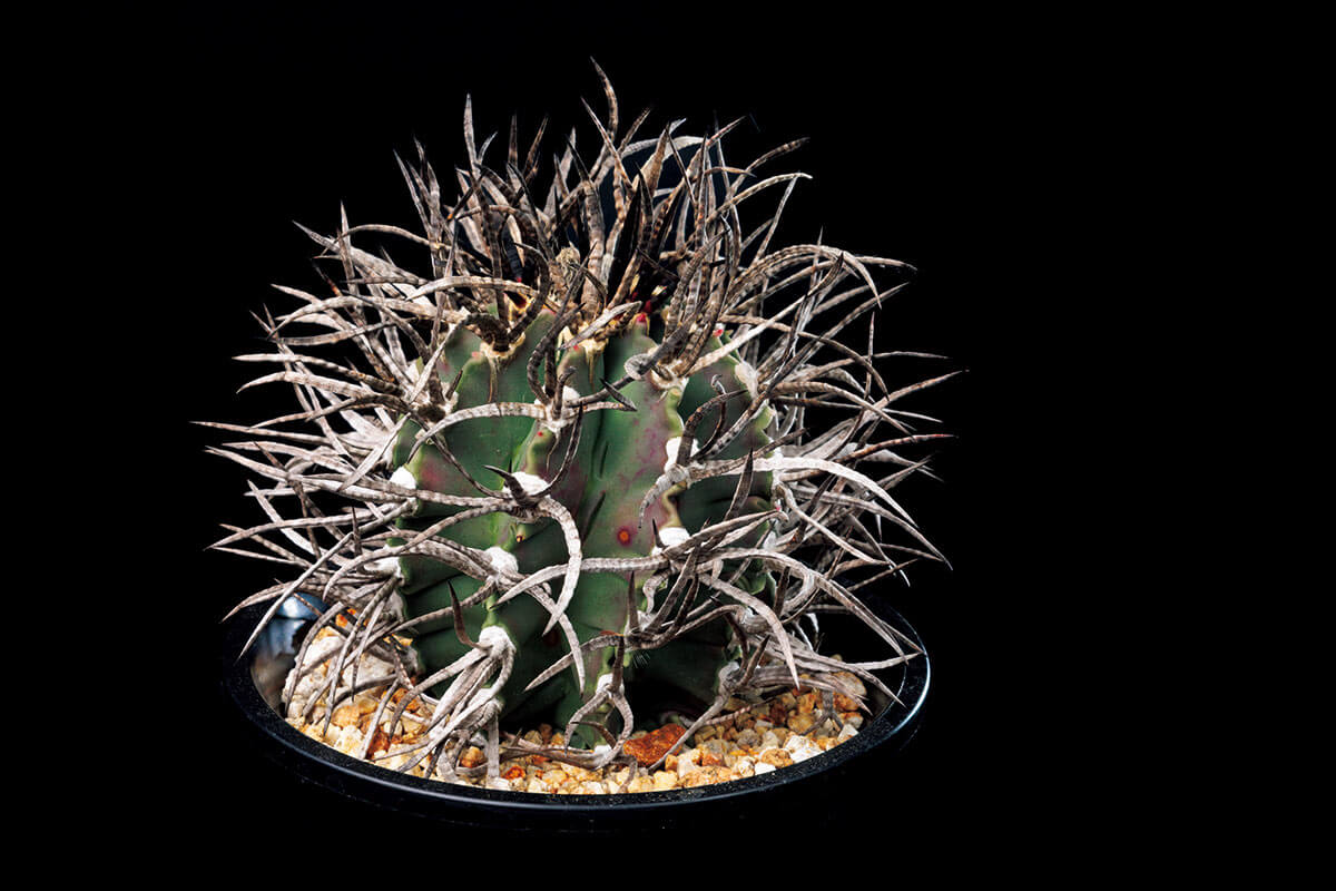 いつかは育ててみたい！本気のサボテン【趣味の園芸】 | NHK出版