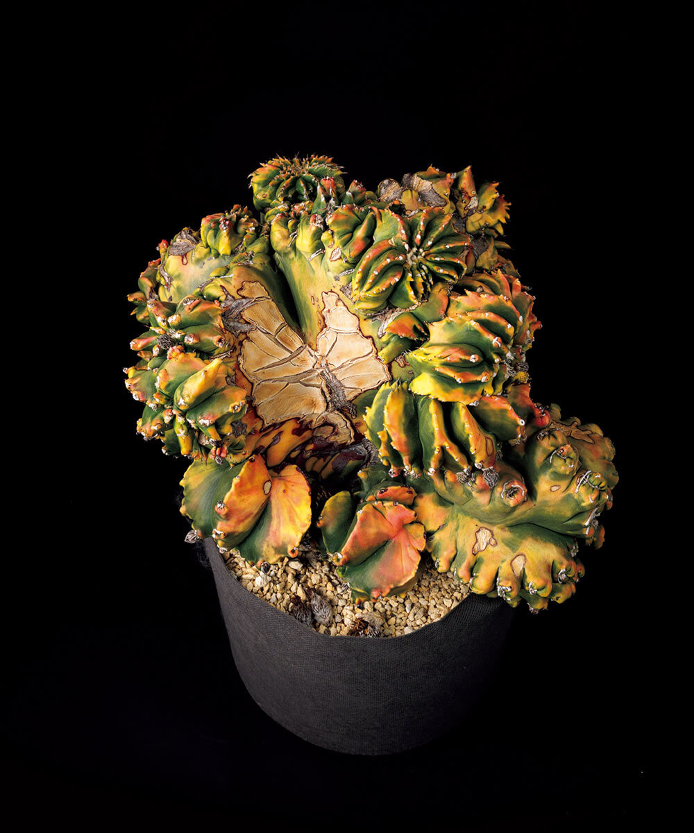 いつかは育ててみたい！本気のサボテン【趣味の園芸】 | NHK出版