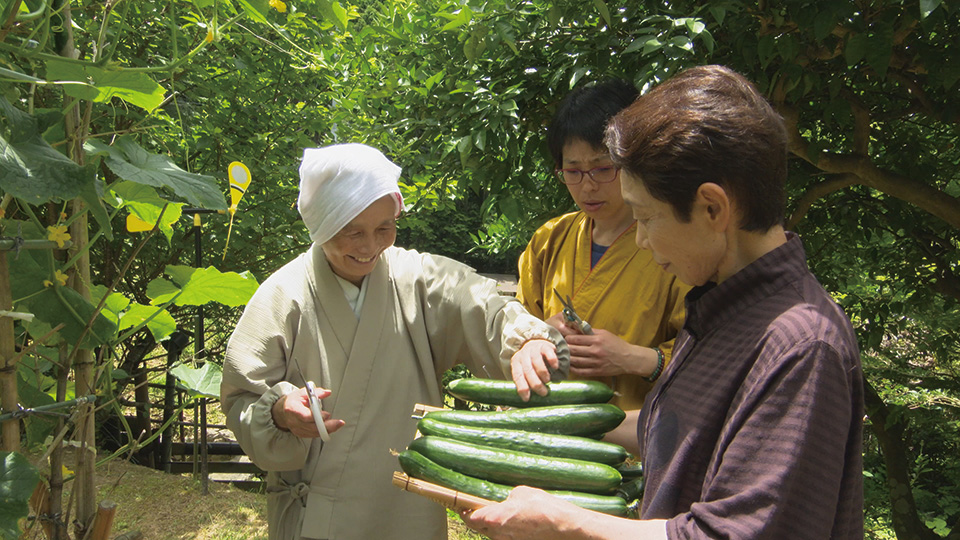 やまと尼寺 精進日記】多彩な調理法で味わう、きゅうり尽くしの朝