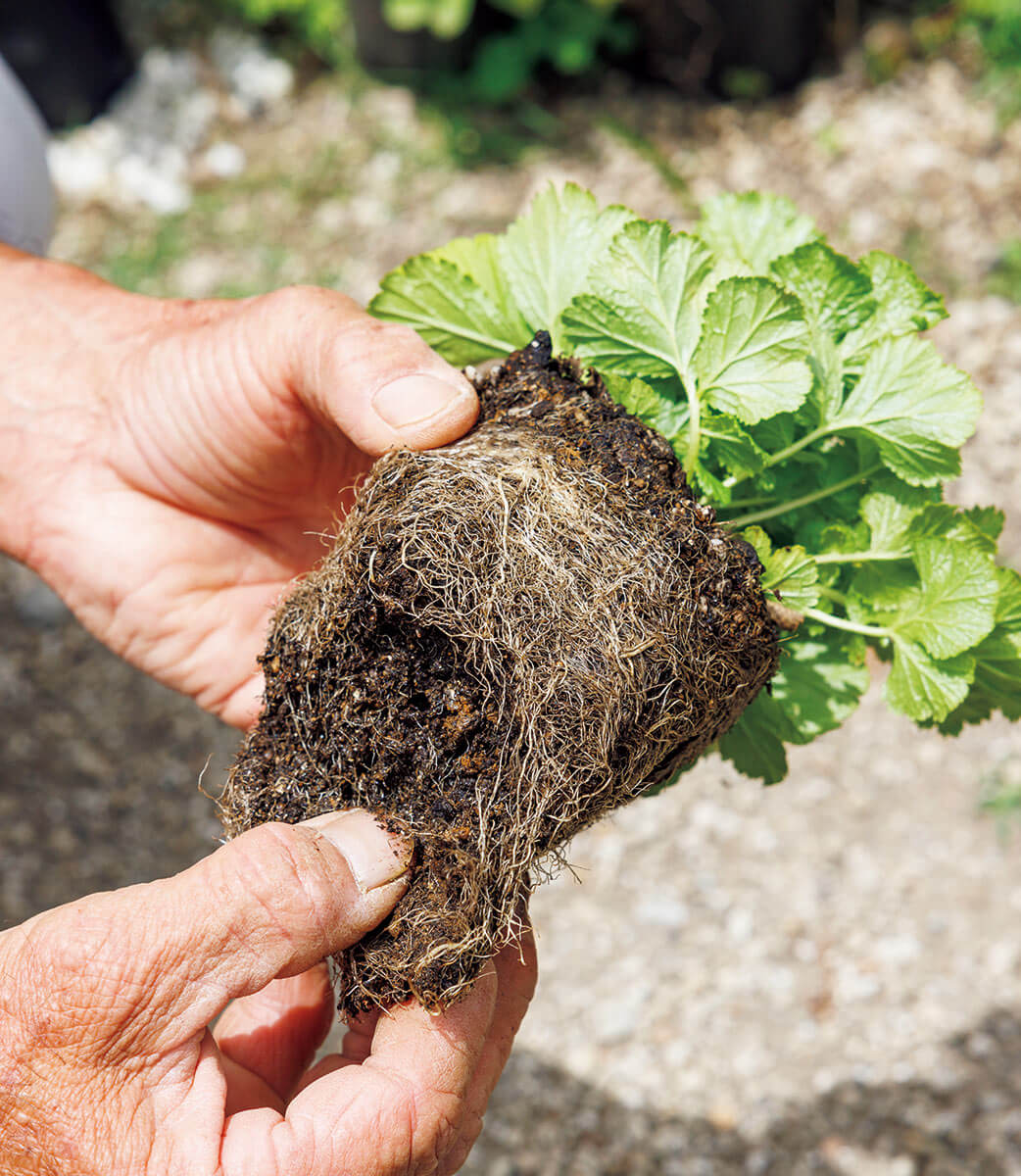 宿根草は最初が肝心！しっかり植えて根づかせよう【3つの基本】【趣味