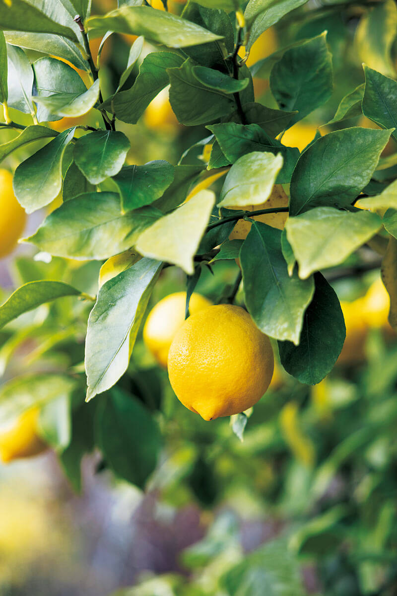 せとか蜜柑苗木♪　レモンの横に(⁠/⁠^⁠-⁠^⁠(⁠^⁠ ⁠^⁠*⁠)⁠/ せとか蜜柑苗木♪ レモンの横に♪ 楽天市場】せとか みかんの