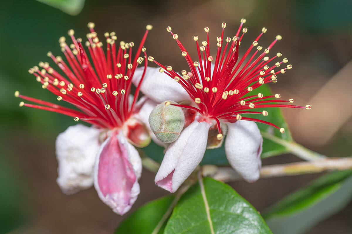 見てよし！食べてよし！花も果実もシルバーリーフも楽しめる「フェイジョア」の魅力【趣味の園芸】 | NHK出版デジタルマガジン