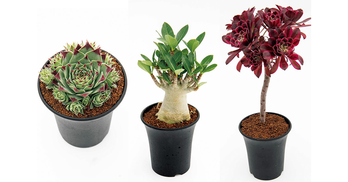 多肉植物は育てる前に「生育型」を確認しよう | NHK出版デジタルマガジン