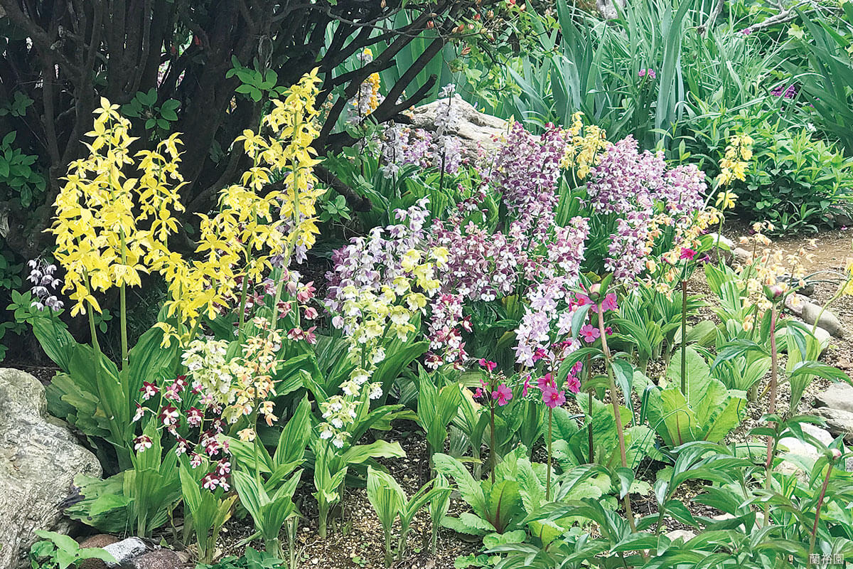 庭植えで気軽に楽しめる！じつは育てやすくて、魅力いっぱいのエビネ