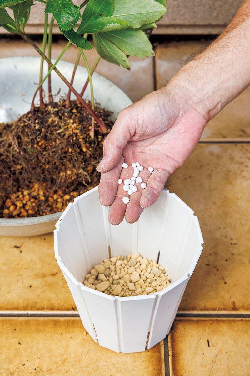 植物にとって肥料は重要だけど「主食」ではない。肥料の思い込みを
