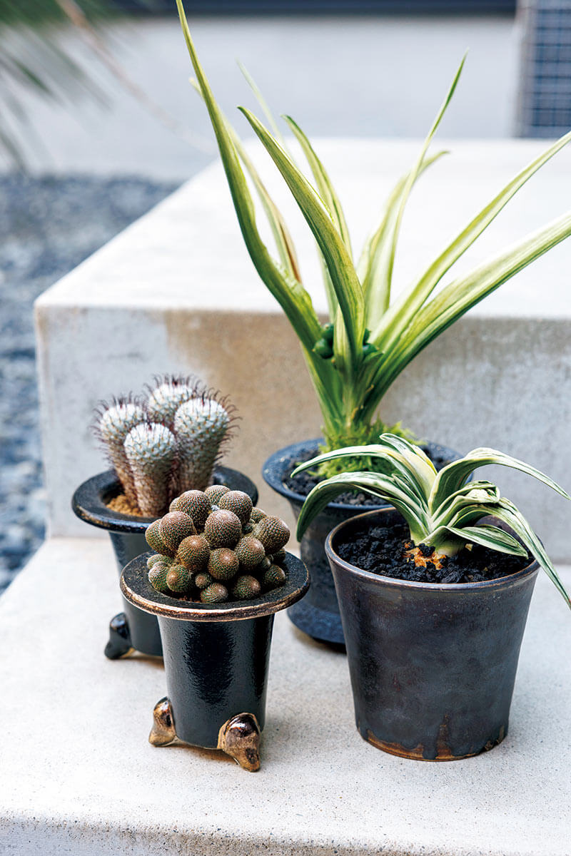 万年青×サボテン】多肉ファンからも今注目を集める、古典園芸の世界