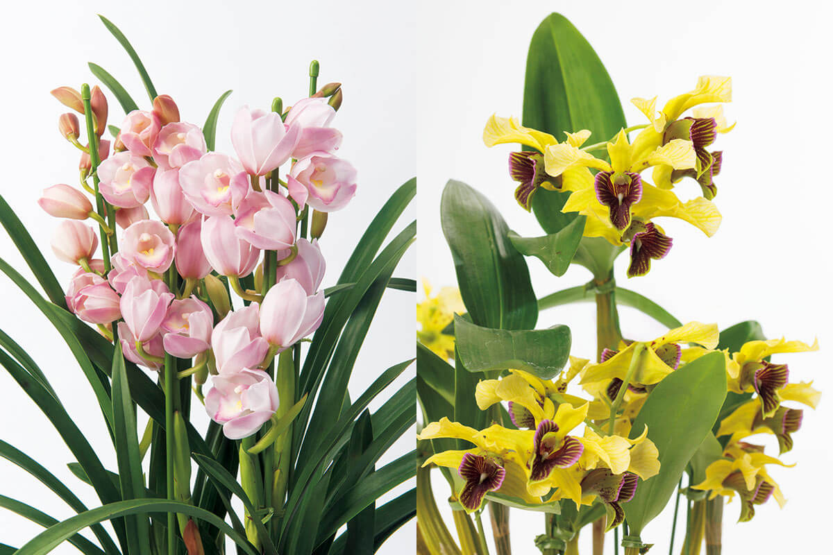 水やりの感覚をつかもう！ランのタイプ別に水やりのコツを紹介。失敗の