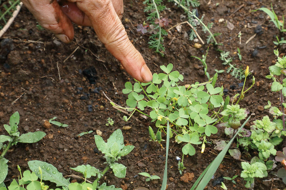 常識を覆す！雑草を”移植”する驚きのテク。有益な雑草を活用してハーブ 