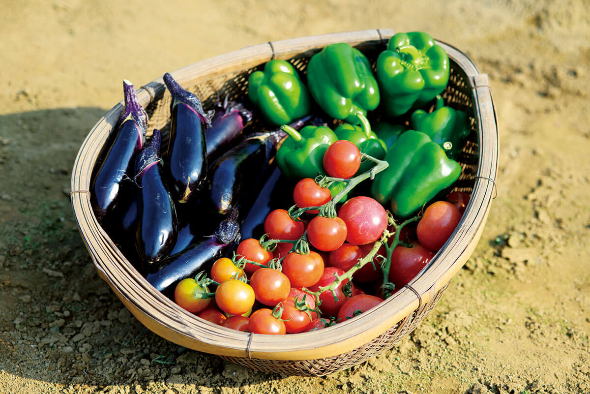 夏野菜の栽培は初めが肝心！成功のコツ【失敗させない7か条】 | NHK