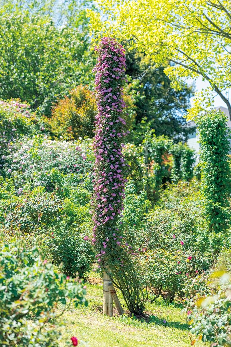 マニアックバラ園ガイド】バラの「ポール仕立て」のルーツは、世界最大