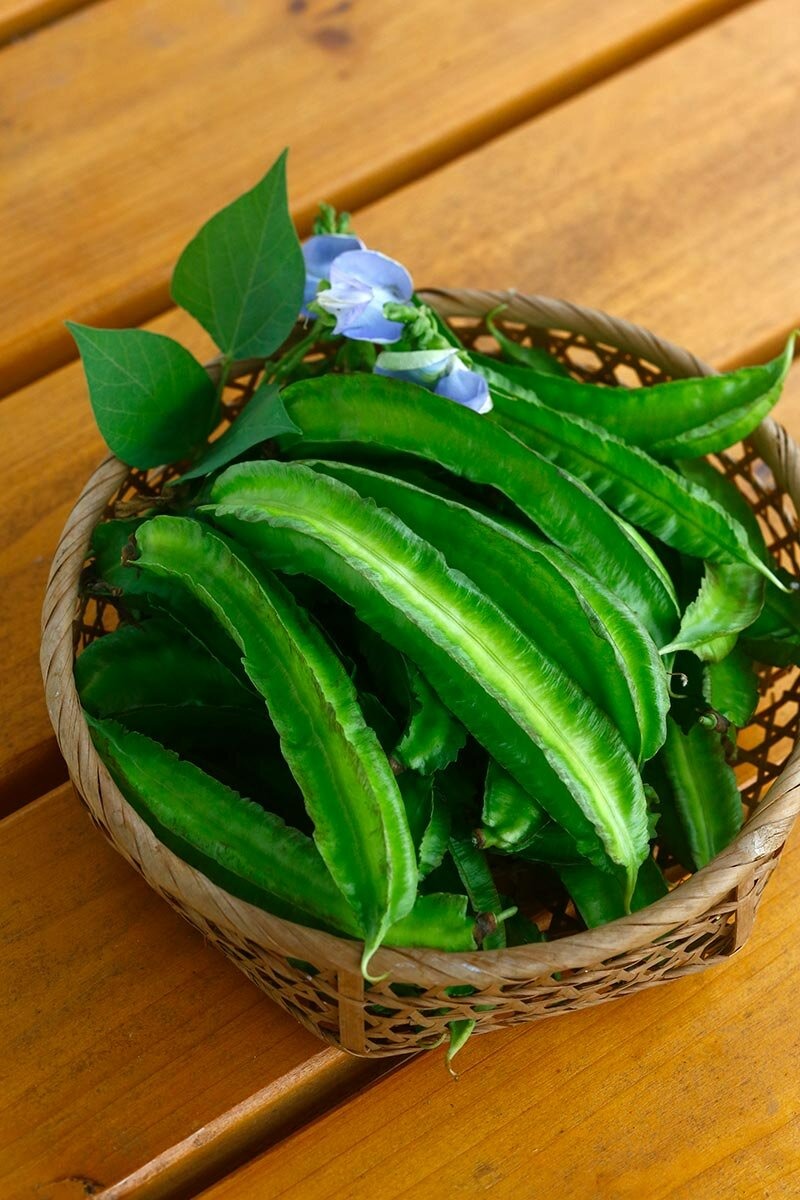 猛暑で今までの夏野菜が育たない…そんなときこそ「沖縄野菜」に注目を