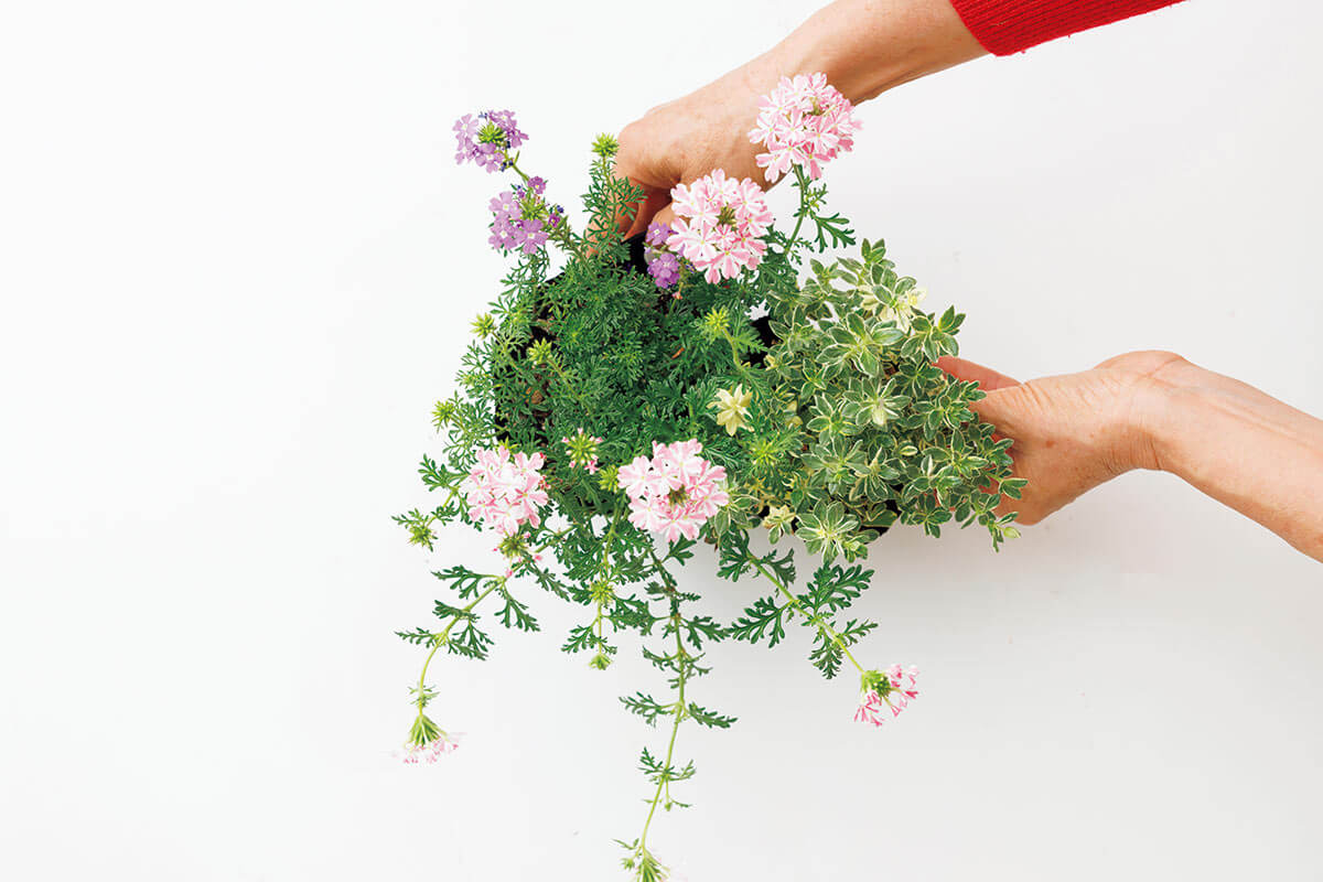寄せ植え　ささページです おしゃれな寄せ植え一覧｜季節ごとの花の組み合わせ方92選 | LOVEGREEN