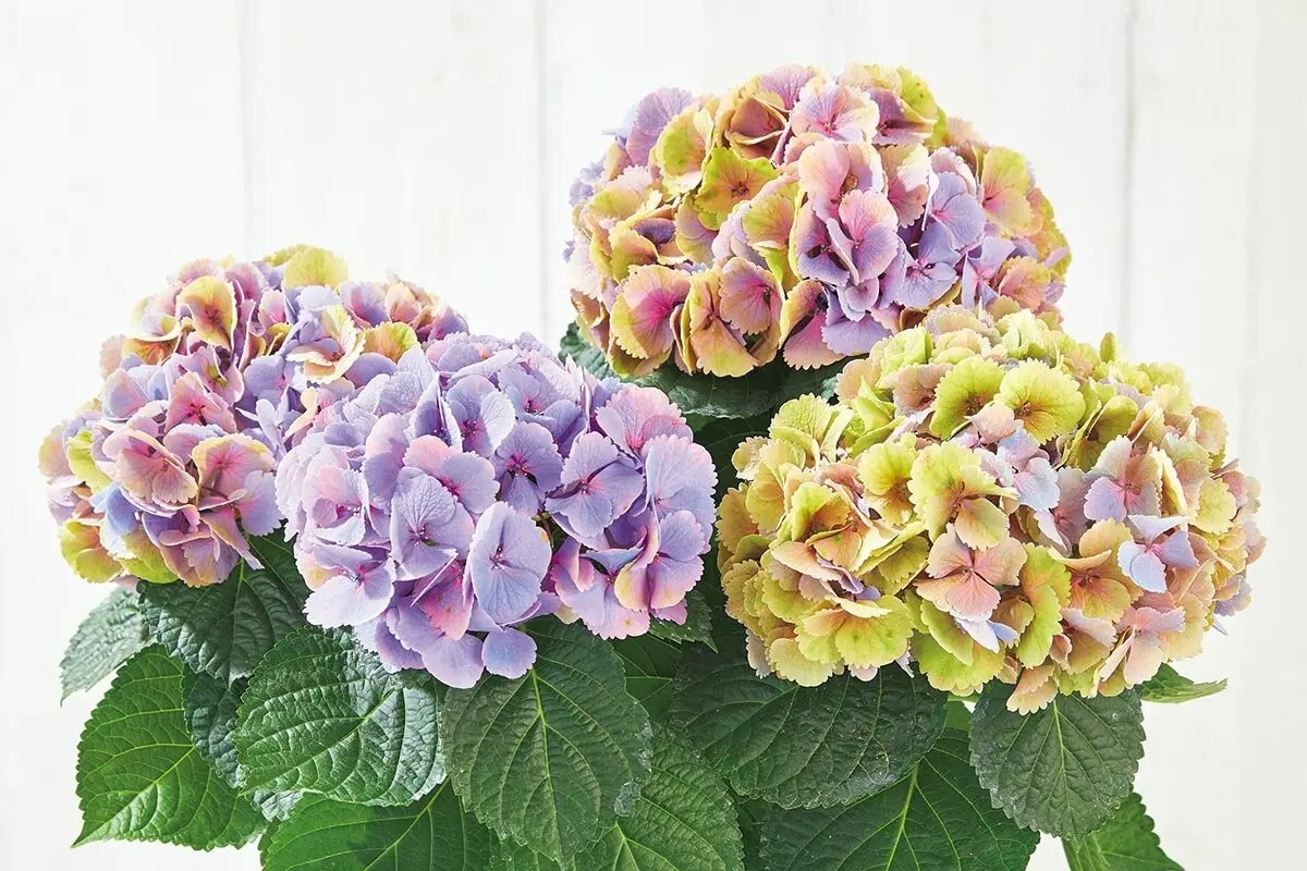 花のプロが選ぶ、実力派農園の絶品アジサイをチラ見せ！多彩な品種が