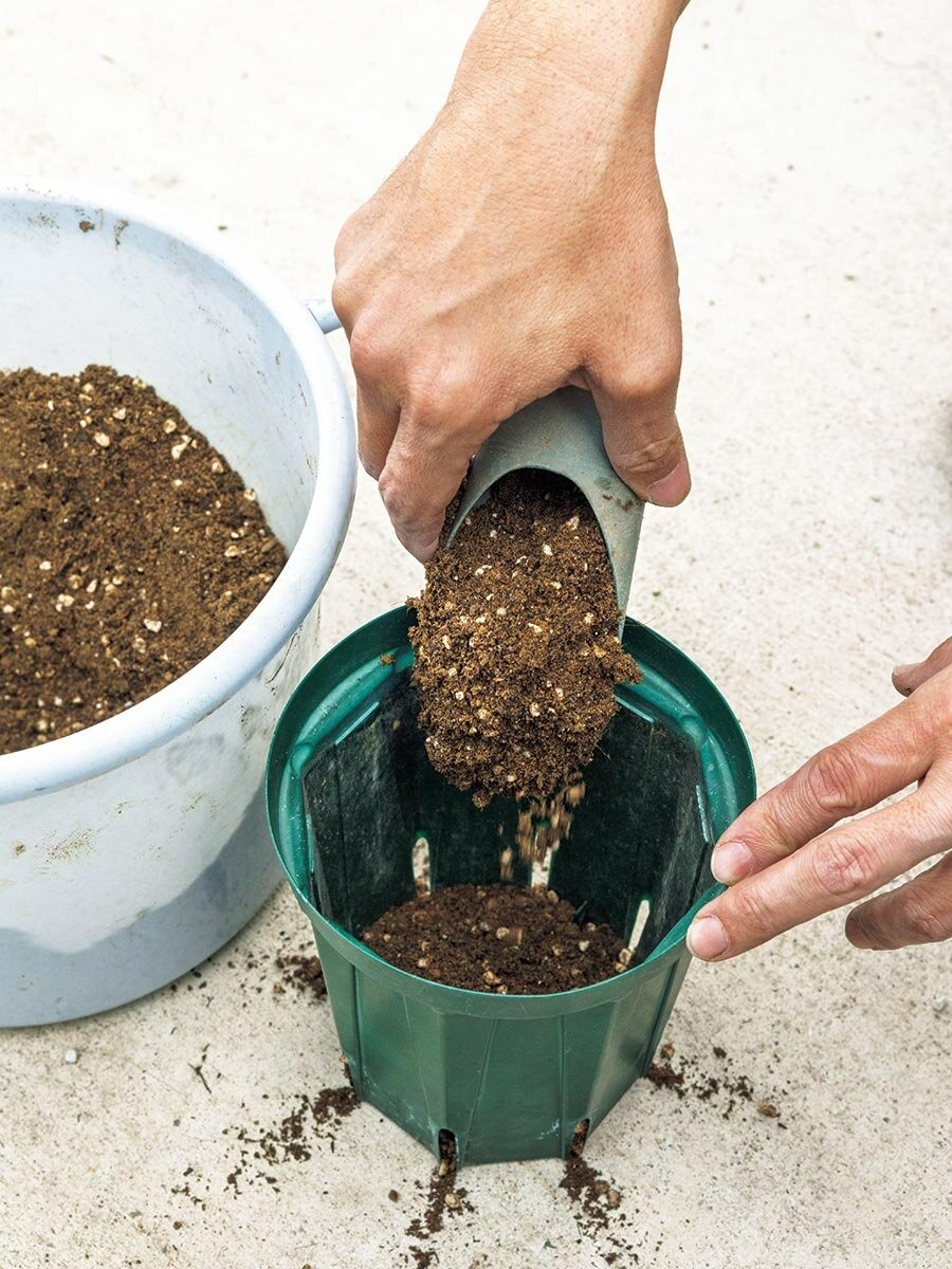 枯れ木 夏に植物が枯れる原因は「水やり」がダントツ！？ 素焼き鉢・プラ鉢