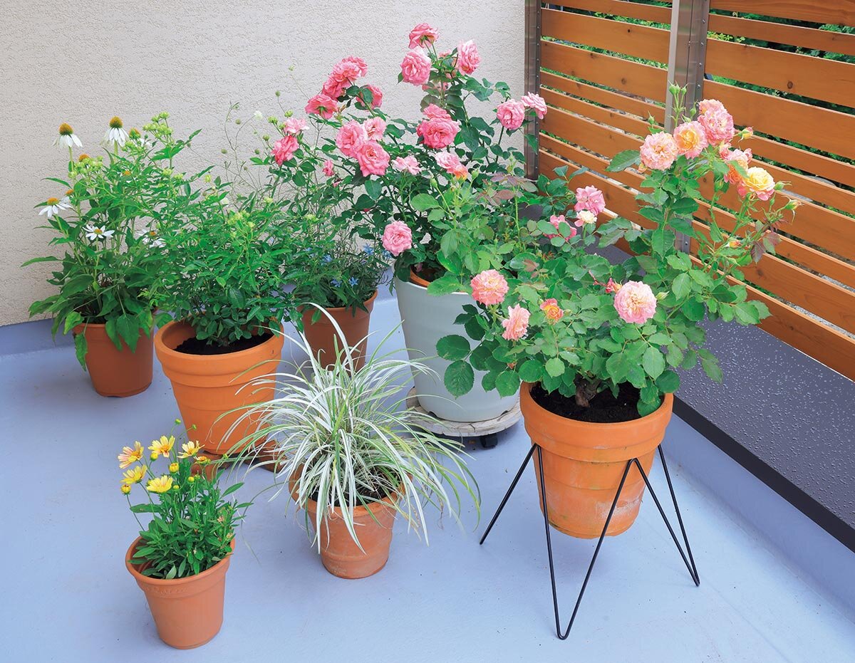 バラの夏越し】根が傷む前に！鉢植えのバラを夏の暑さから守る方法