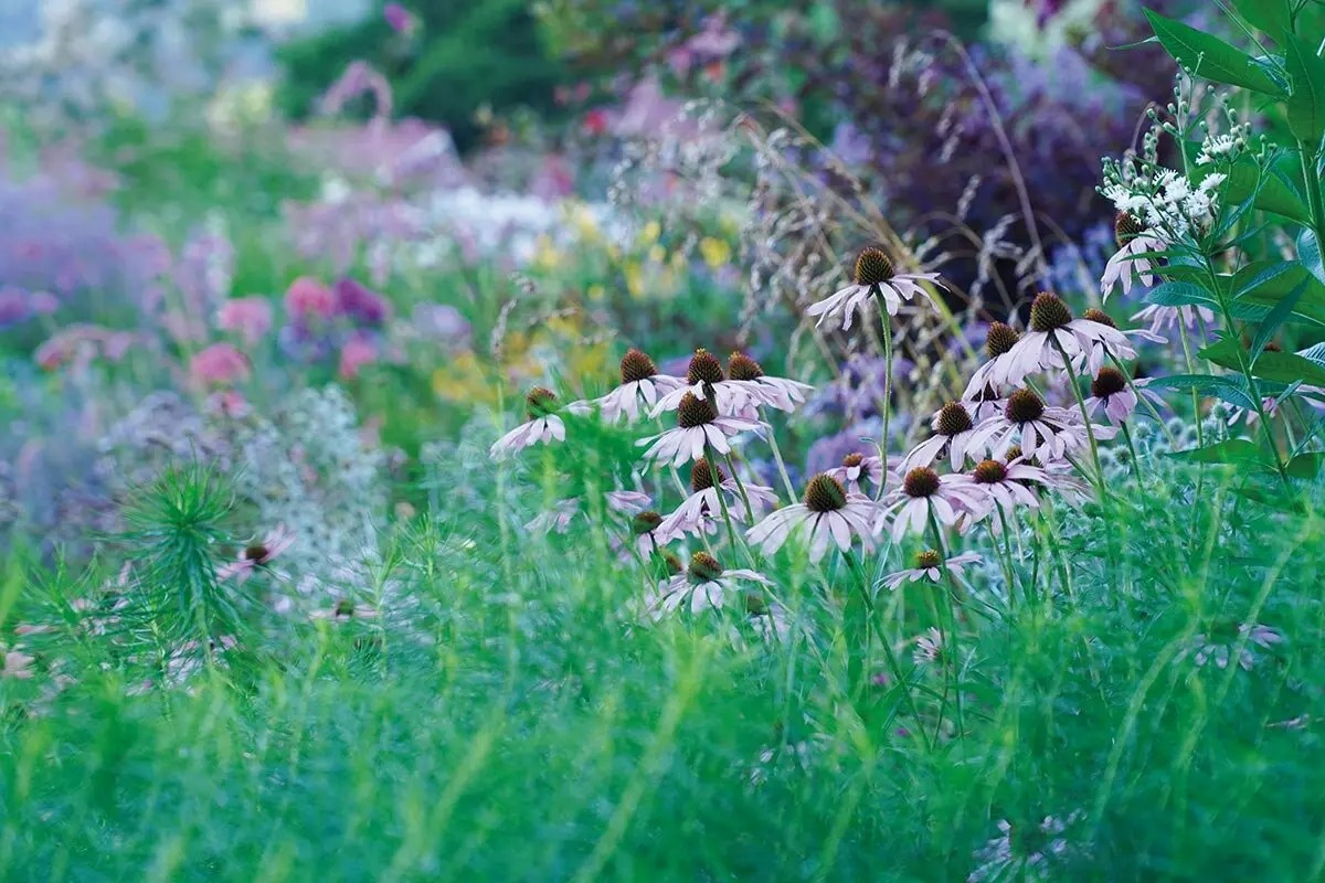 宿根草 PW 紫陽花 最新種『ペールシャボン』ふんわりした花色 強健種♪ 宿根草 PW 紫陽花 最新種『ペールシャボン』ふんわりした花色 強健種♪